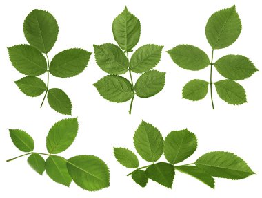 Yeşil gül yaprakları