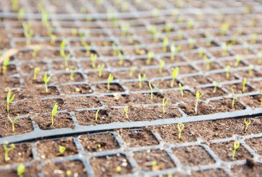 Fidan için toprak ile siyah tepsiler 