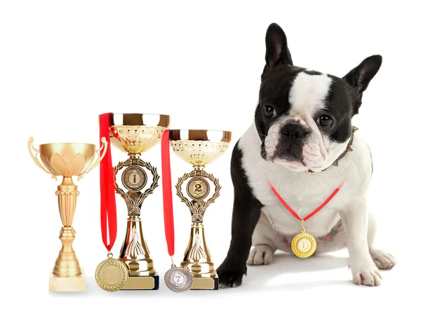 Bulldog francese con coppe trofeo e medaglie — Foto Stock