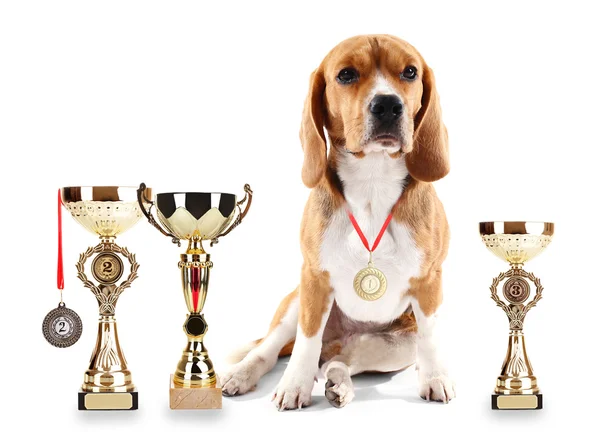Perro Beagle con copas de trofeo y medallas — Foto de Stock
