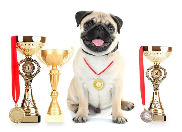 Cane carlino giocoso con coppe trofeo — Foto Stock