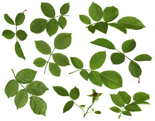 Зеленые розовые листья — стоковое фото