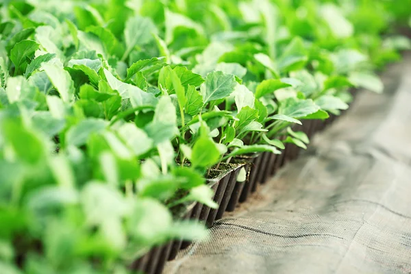 Young cabbage seedlings growing — Stock Photo, Image