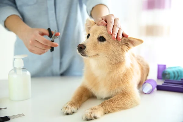 Spitz op groomer salon — Stockfoto