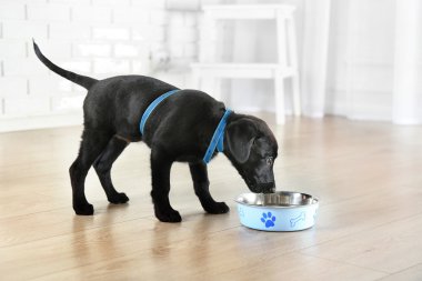 şirin labrador yavrusu