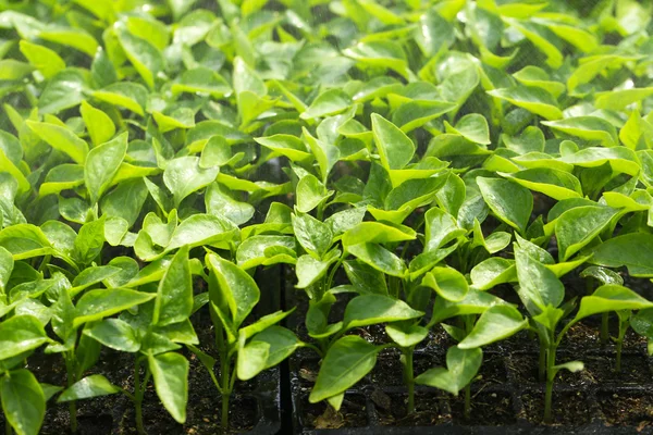 温室で育つ若い植物 — ストック写真