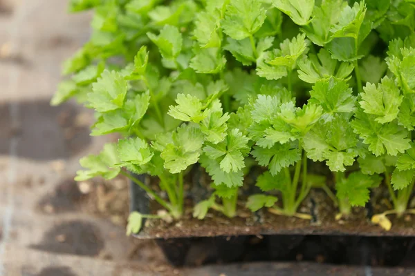 Unga plantor i svart plastbehållare — Stockfoto