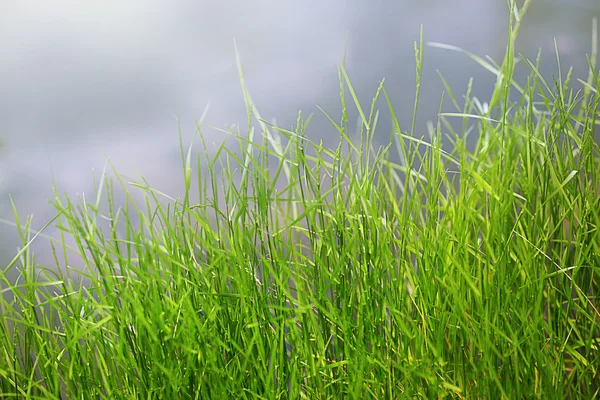 Zelená tráva na rozmazané — Stock fotografie