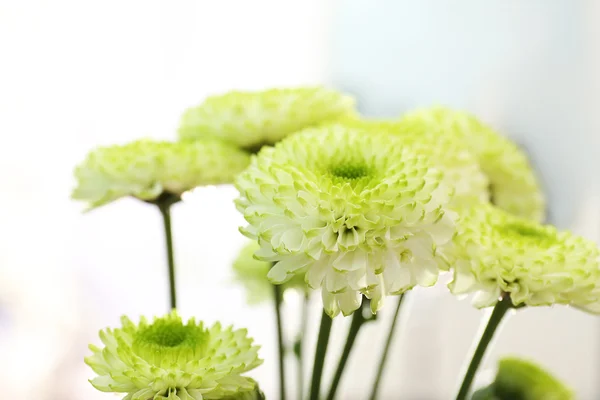 Beautiful chrysanthemum on light — Stock Photo, Image