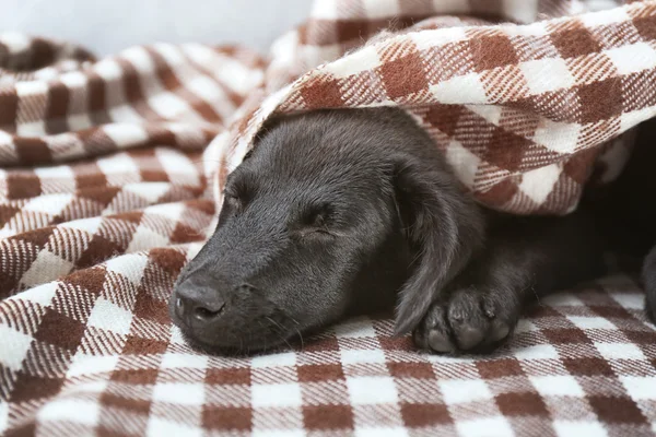 Cachorro en cuadros en el sofá —  Fotos de Stock