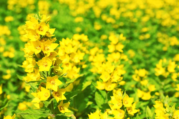 Żółte jare kwiecie — Zdjęcie stockowe