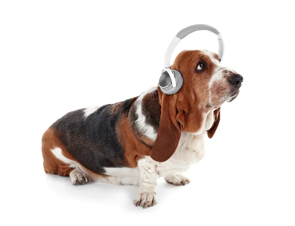 Basset Hound dog — Stockfoto