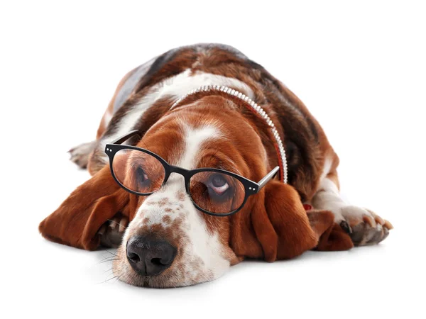 Basset-Hund — Stockfoto