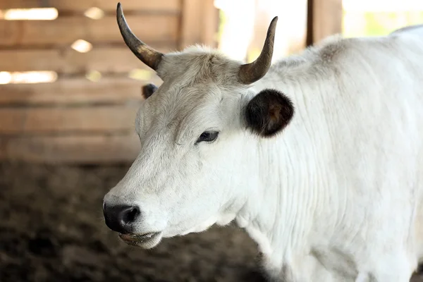 Vaca de granja en borrosa — Foto de Stock