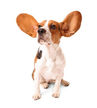 şirin beagle köpek