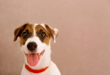 Jack Russell Teriyeri