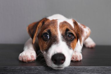 Jack Russell Teriyeri