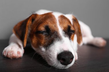 Jack Russell Teriyeri