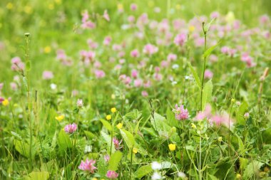 güzel kır çiçeği çayır