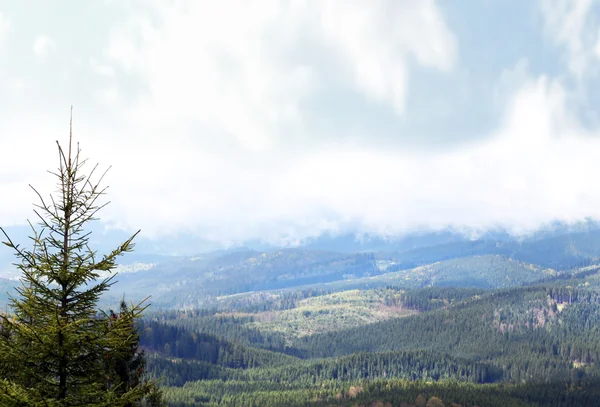 Sommerwald an Berghängen — Stockfoto