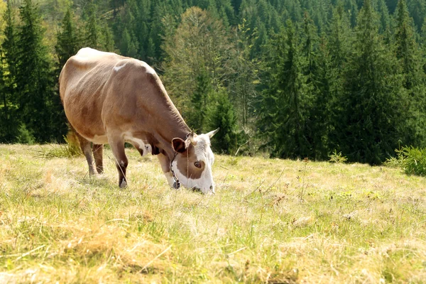 在高山草甸上放牧的牛 — 图库照片