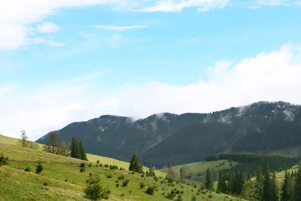 Foresta estiva sui pendii montani — Foto Stock