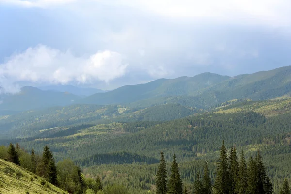 Foresta estiva sui pendii montani — Foto Stock