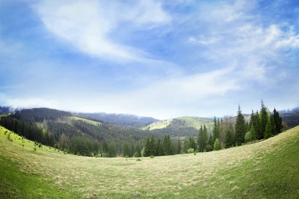 Foresta estiva sui pendii montani — Foto Stock