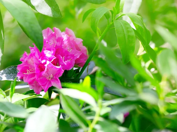 Mooie bloemen op de achtergrond wazig natuur — Stockfoto