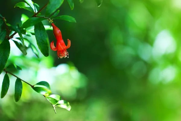 Mooie granaatappel bloem op de achtergrond wazig natuur — Stockfoto