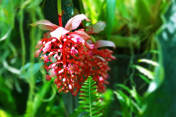 Schöne rosa Blumen auf verschwommenem Naturhintergrund — Stockfoto