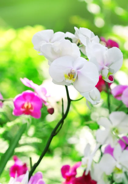 Lindas flores de orquídea — Fotografia de Stock