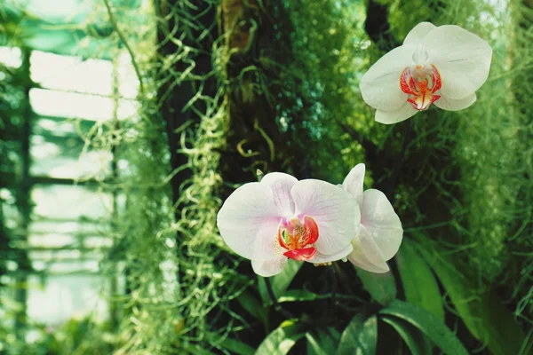 Красиві квіти орхідеї — стокове фото