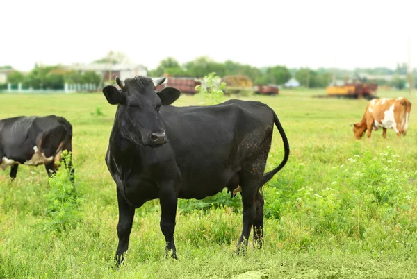 Vache célibataire sur prairie — Photo