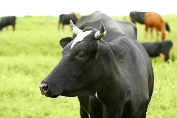 Cow grazing meadow — Stock Photo, Image