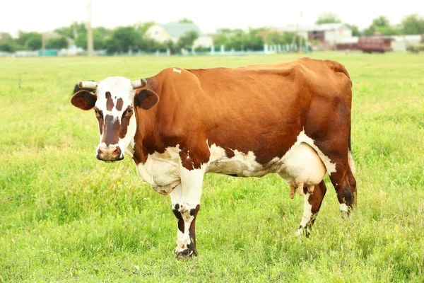 Vache célibataire sur prairie — Photo