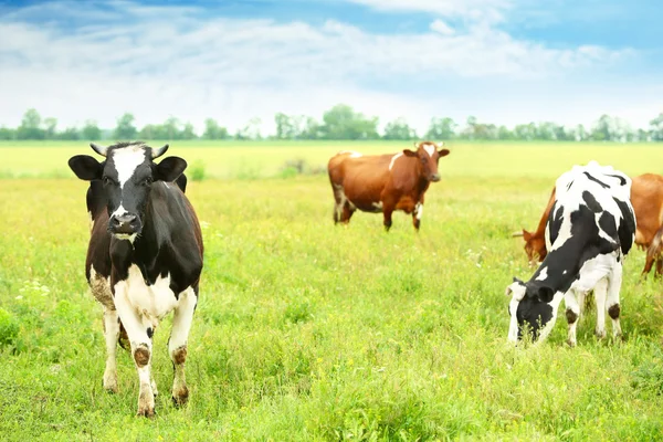 Prado de pastagem de vaca — Fotografia de Stock