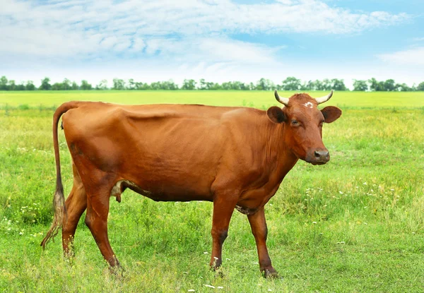 Singola mucca sul prato — Foto Stock