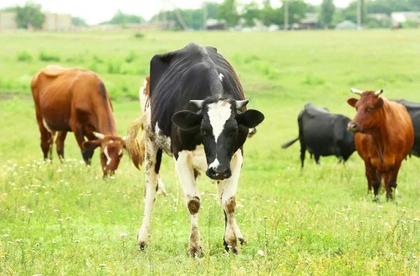 Pascolo di mucca prato — Foto Stock