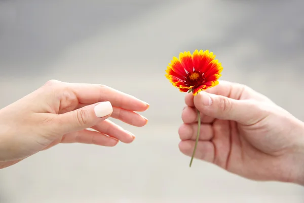 花和人的手 — 图库照片