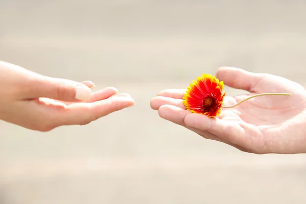 Fiore e mani umane — Foto Stock