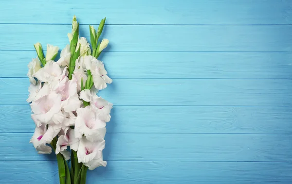 Hermosas flores de gladiolo — Foto de Stock