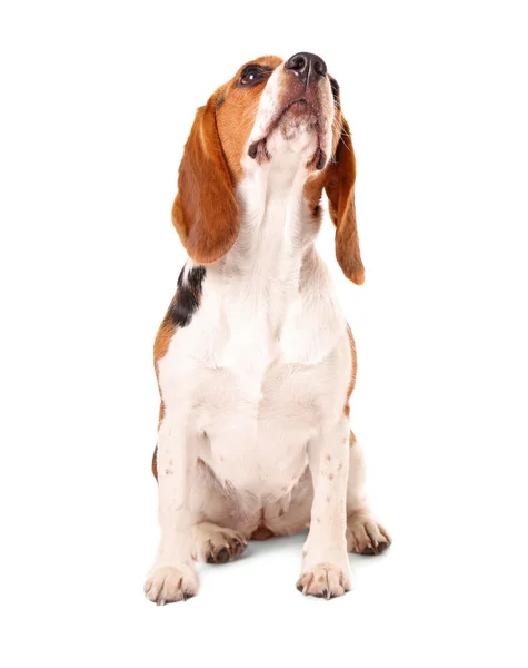 Roztomilý beagle pes — Stock fotografie