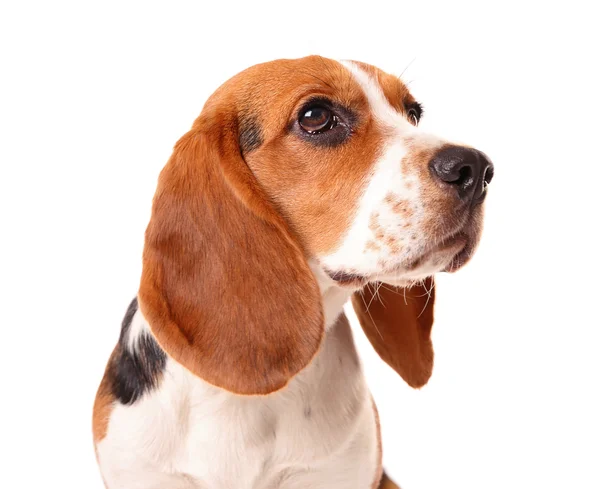 Lindo perro beagle — Foto de Stock