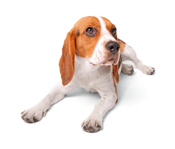 Lindo perro beagle —  Fotos de Stock