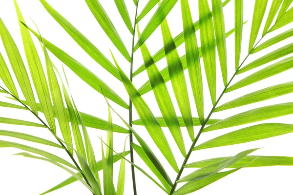 Green leaves of palm tree — Stock Photo, Image