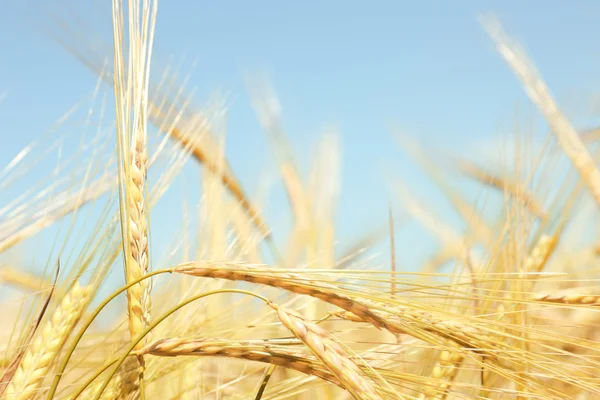 青い空を背景に黄金の小麦 — ストック写真