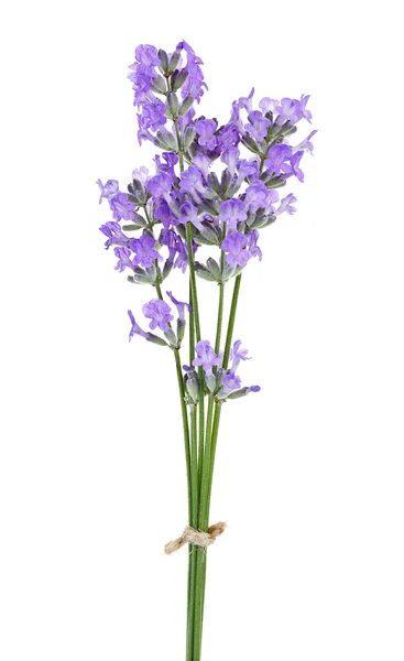 밝은 배경에 라벤더 꽃 — 스톡 사진