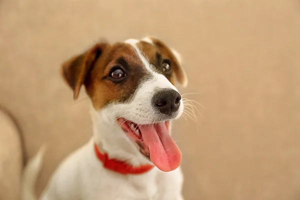 Jack Russell Terrier vagyok. — Stock Fotó