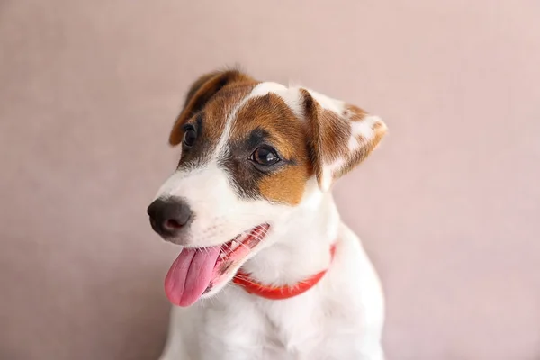Jack terrier de russell — Fotografia de Stock